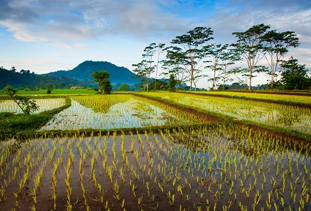 Rice Stem Borer In Paddy