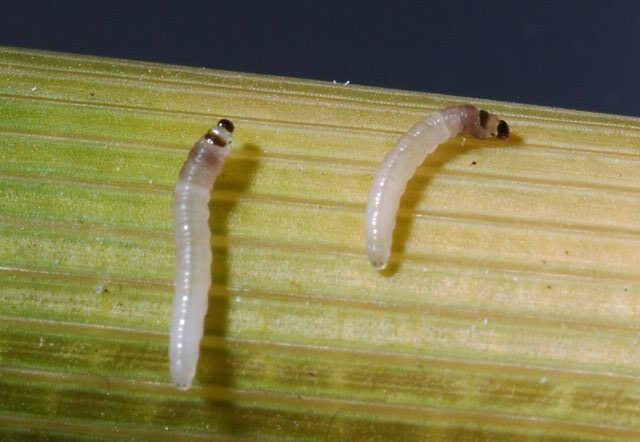 In Larva Form