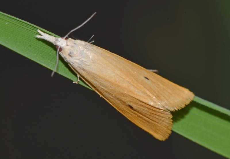 Rice Stem Borer In Paddy: ఇటీవల వరిని ఆశిస్తున్న కాండం...