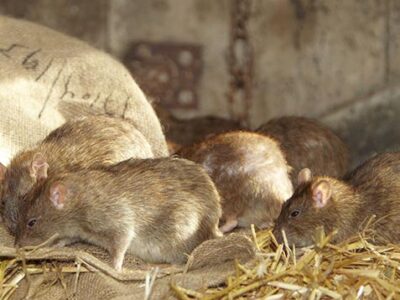 Rodent Management in Rich Crop