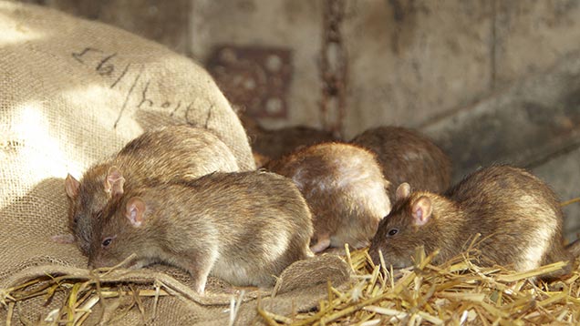 Rodent Management in Rich Crop