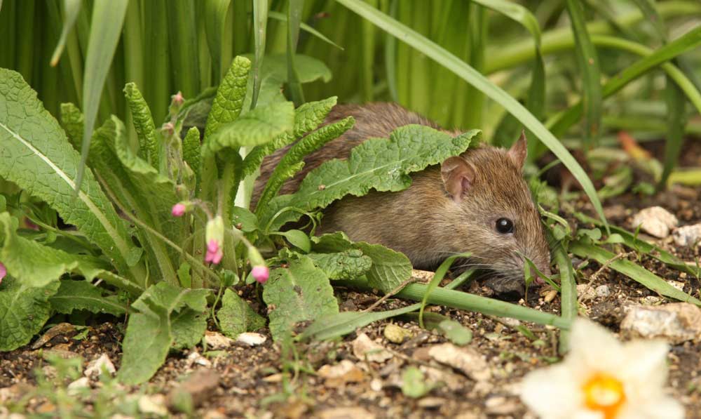 Rodent Management in Rich Crop