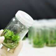 Tissue Culture in Crops