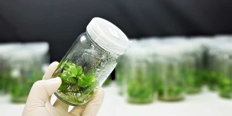 Tissue Culture in Crops