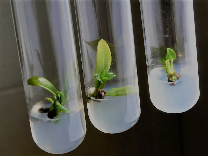 Tissue Culture Benefits