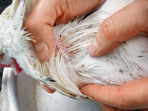 Treatment of Chicken Lice