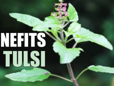 Tulsi Health Benefits