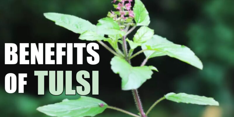 Tulsi Health Benefits