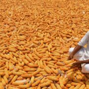 Maize Crop