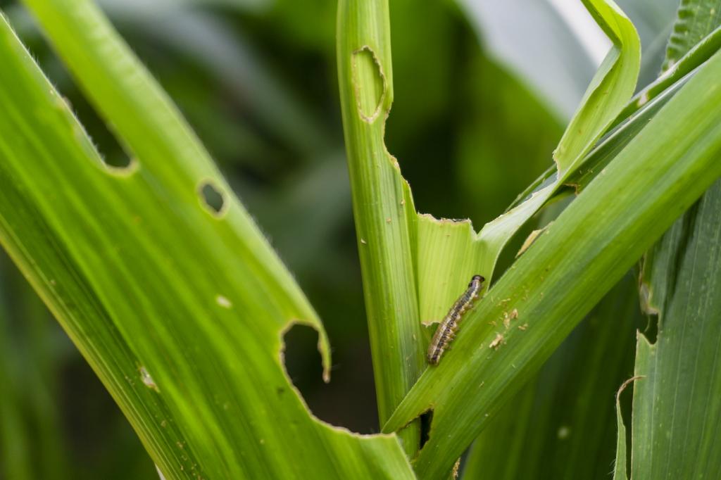 Pests in Maize