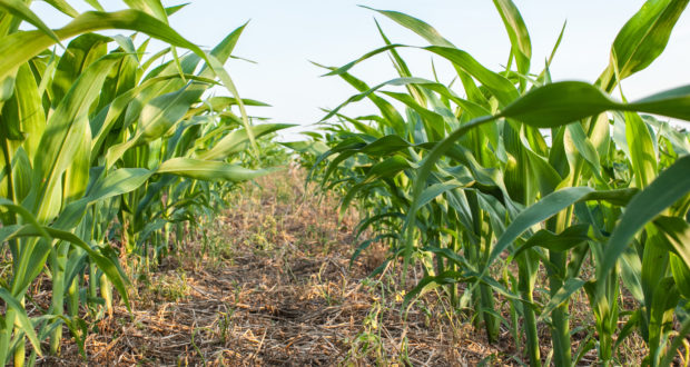 Zero Tillage Corn