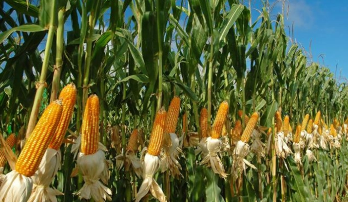 Corn Production