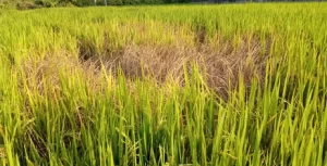 Paddy Crop