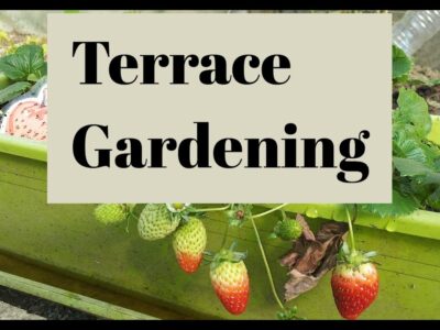 Terrace Gardening