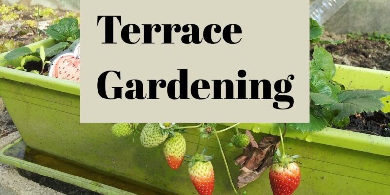 Terrace Gardening