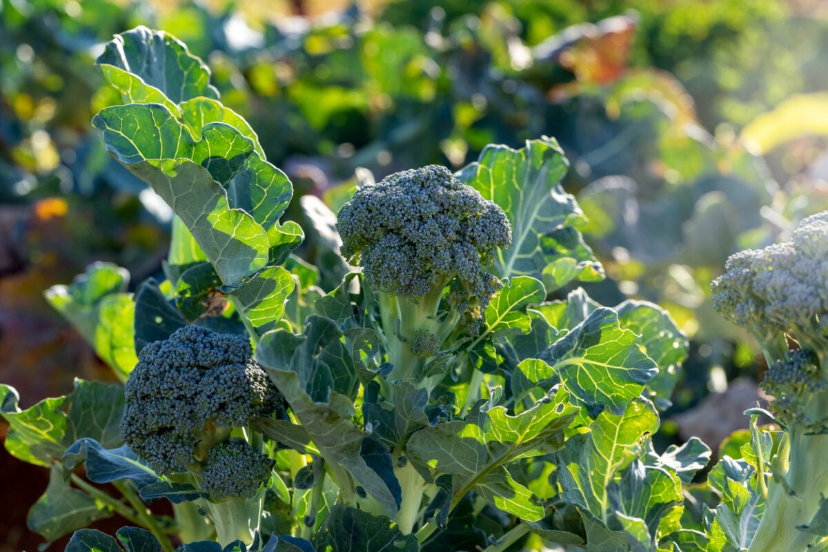 Broccoli Cultivation