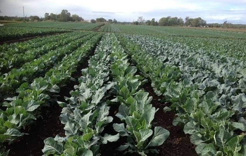  Broccoli Farm