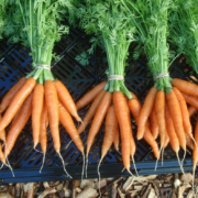 Carrot Cultivation