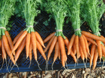 Carrot Cultivation