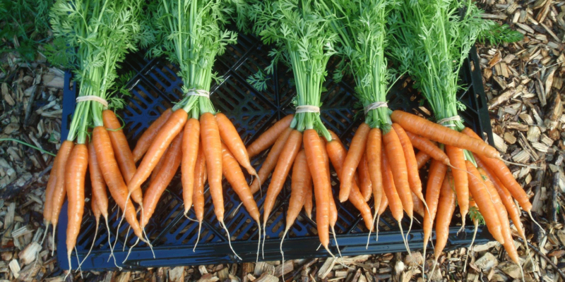 Carrot Cultivation