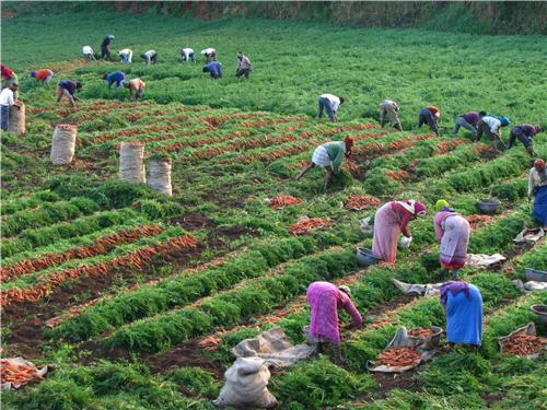 Carrot Farming