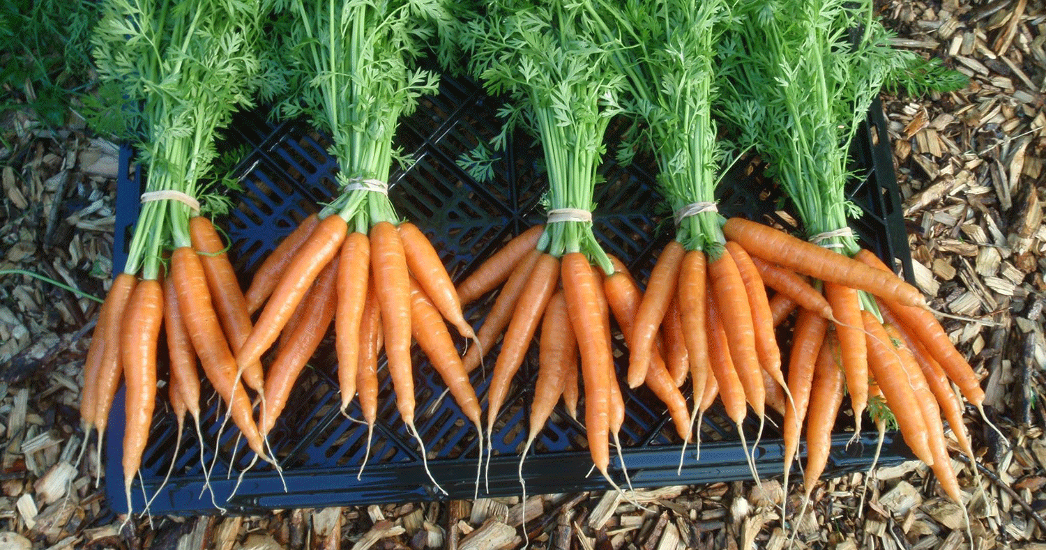 Carrot Cultivation