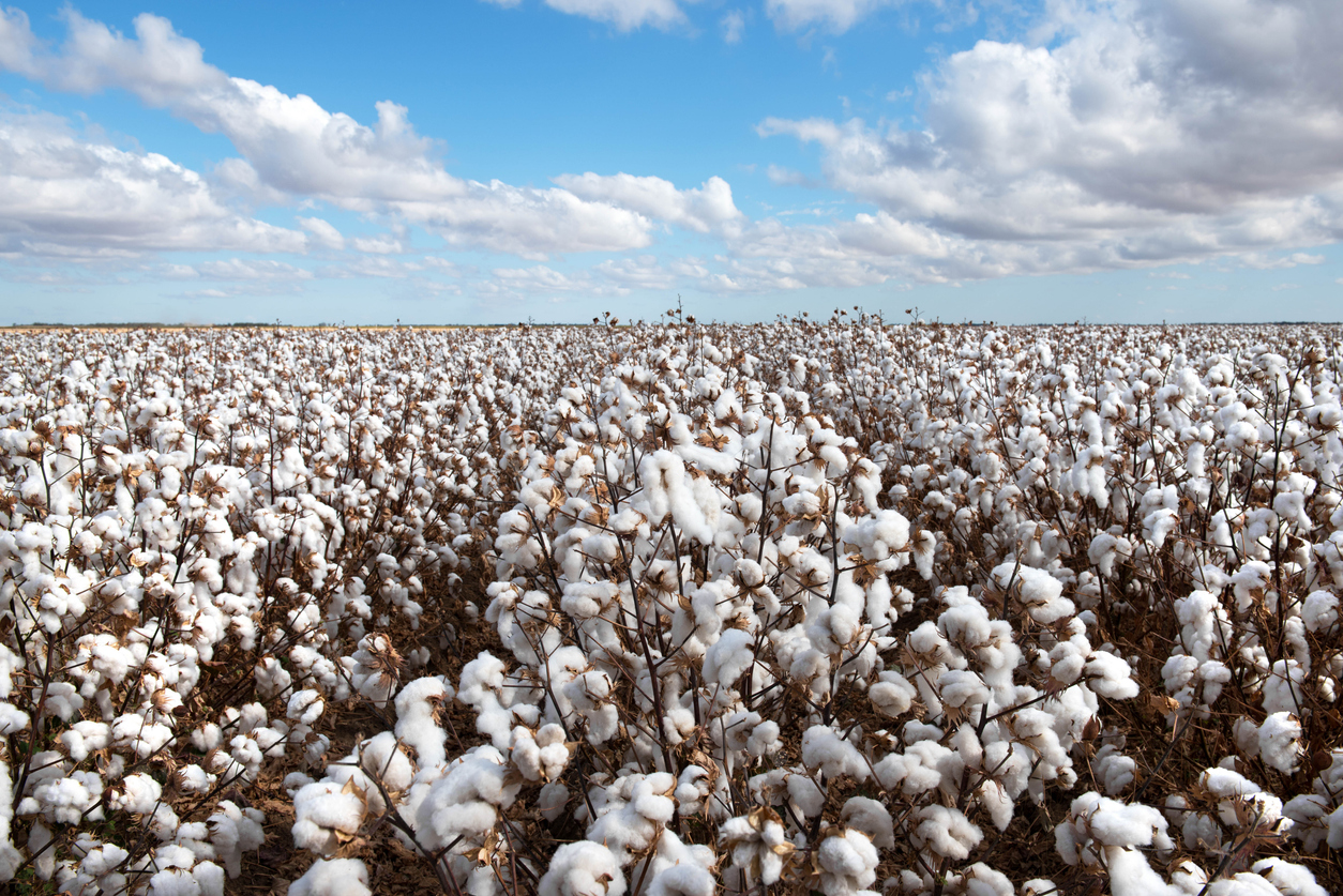 Cotton Field