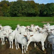 Goats & Sheeps