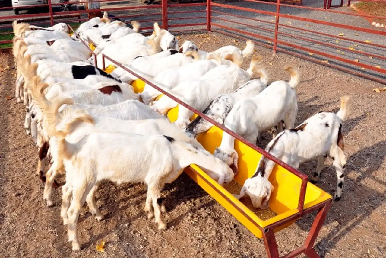 Goat & Sheep Farming Guide