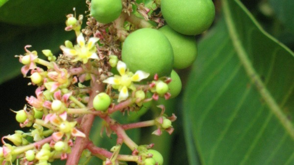 Mango Flower