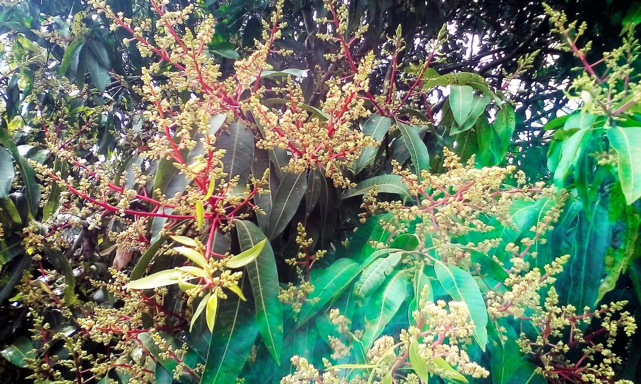 Mango Flowering