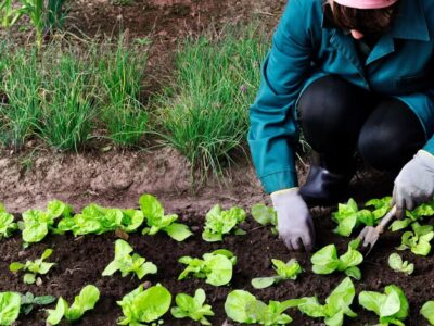 Natural Farming and Organic Farming
