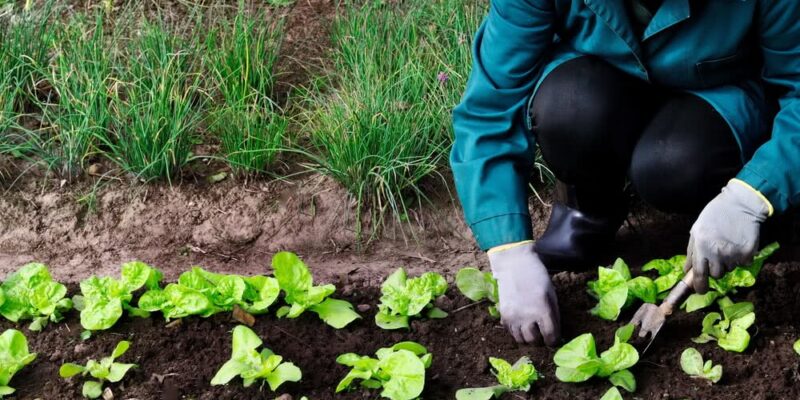 Natural Farming and Organic Farming