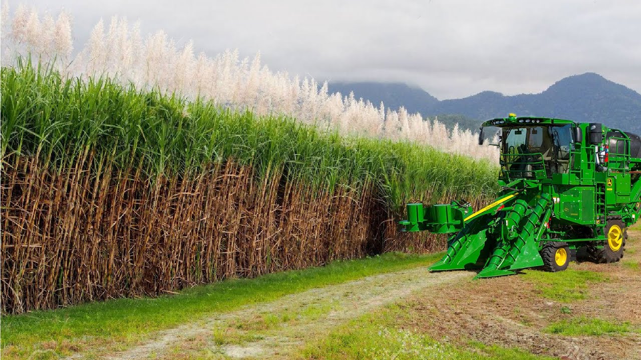 Sugarcane Harvesting