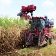 Sugarcane Harvesting