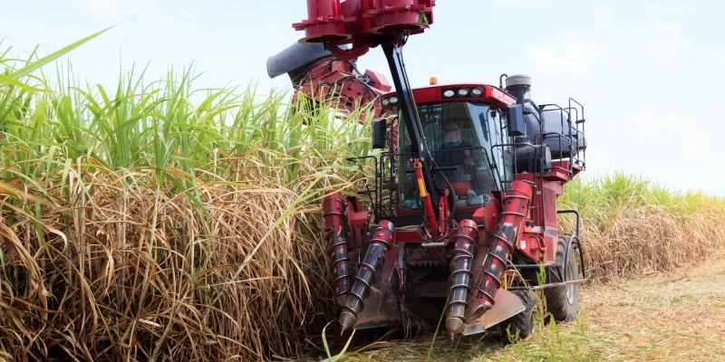 Sugarcane Harvesting