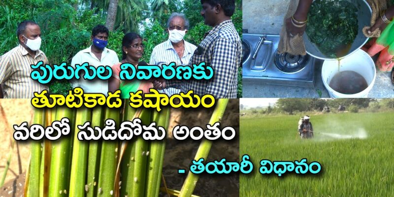 Thutikada Kashayam for controlling brown plant hoppers in paddy crop