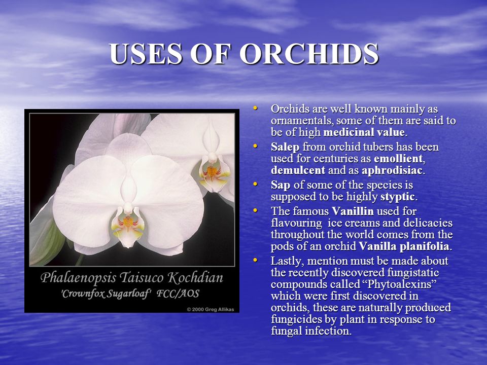 Uses of Orchid