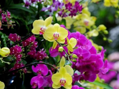 Orchid Flowers