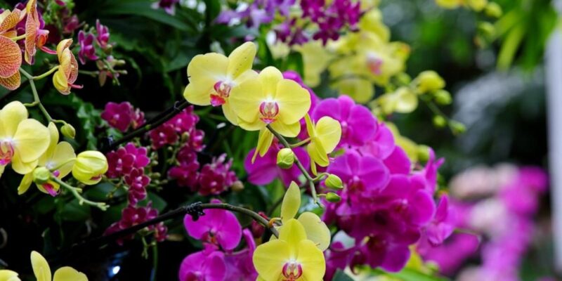 Orchid Flowers