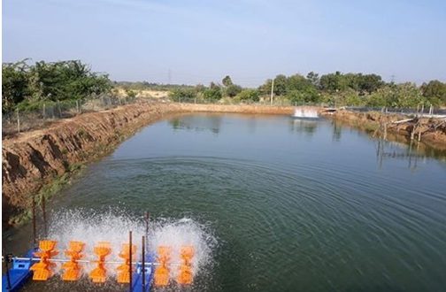 Vannamei Prawn Cultivation