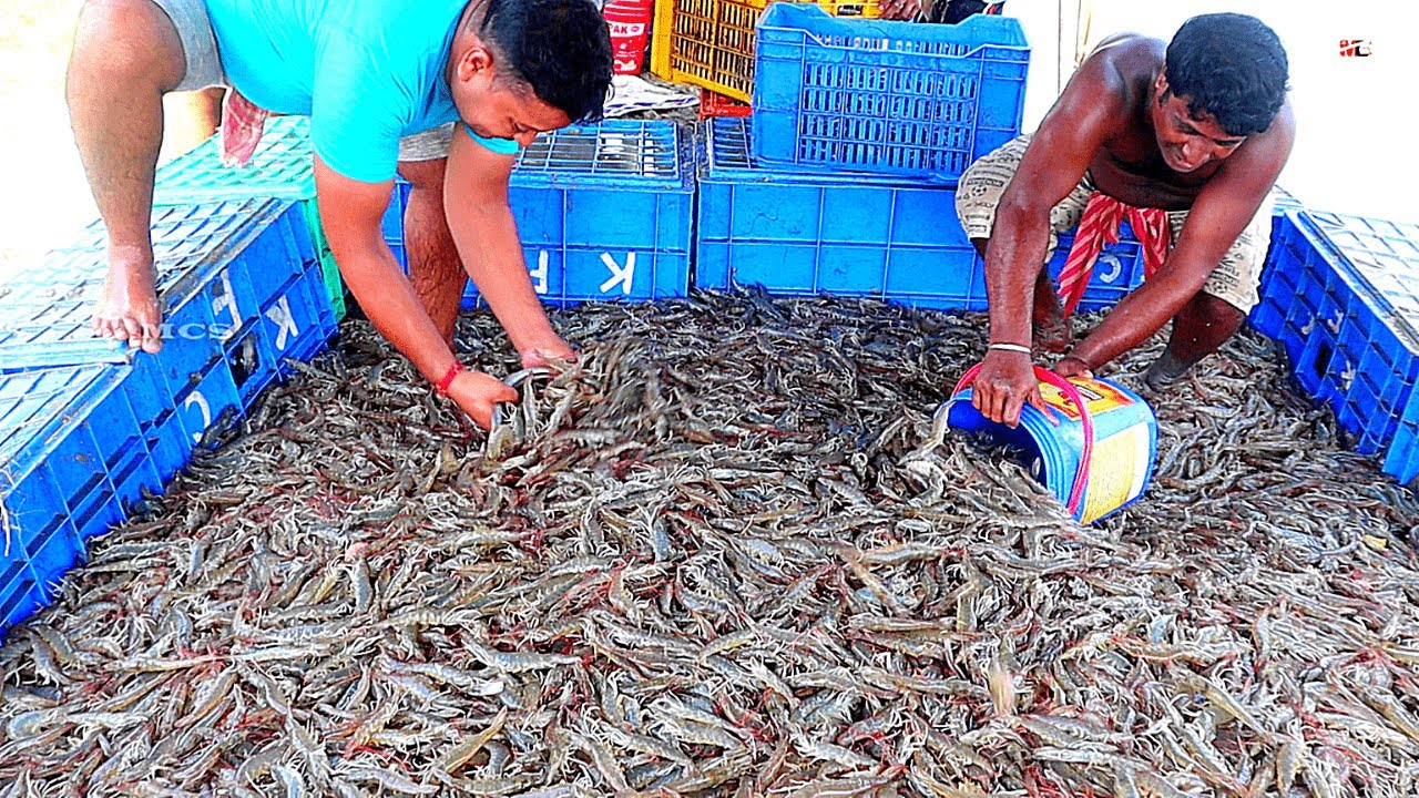 vannamei prawn cultivation వననమ రయయల సగ ల మళకవల eruvaaka