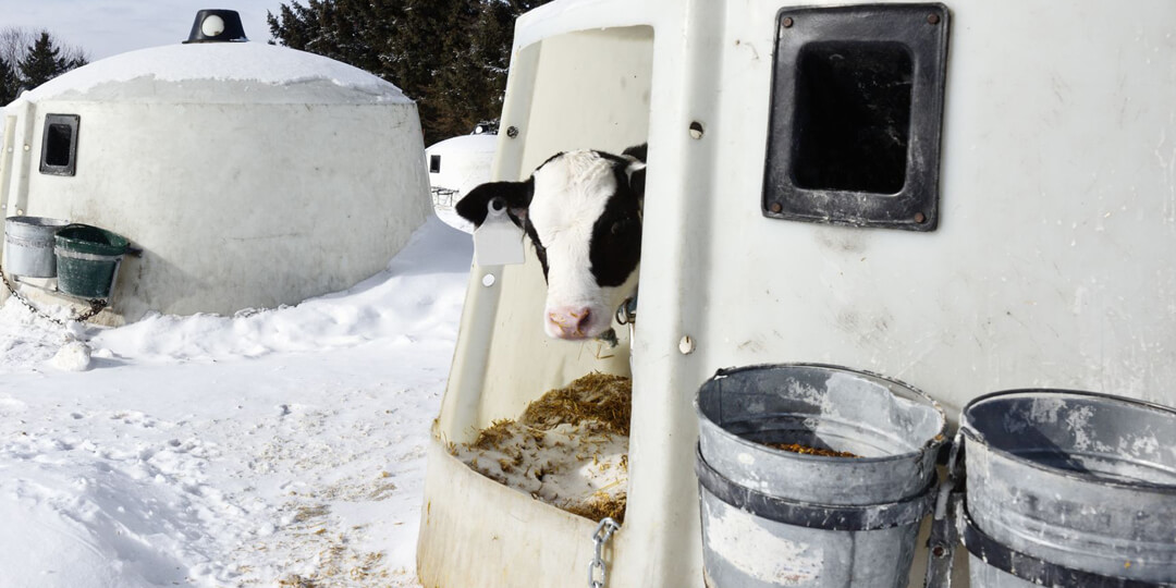 Winter Nutrition for Cattle