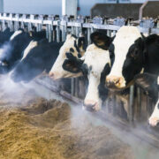Winter Nutrition for Cattle