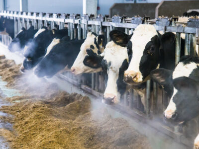 Winter Nutrition for Cattle