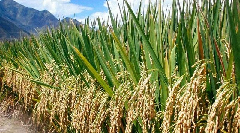 Yasangi Rice Cultivation