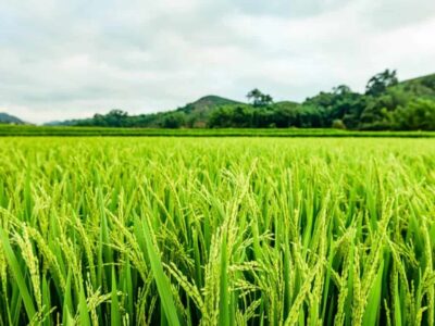 Yasangi Rice Cultivation