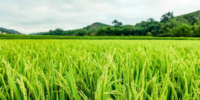 Yasangi Rice Cultivation