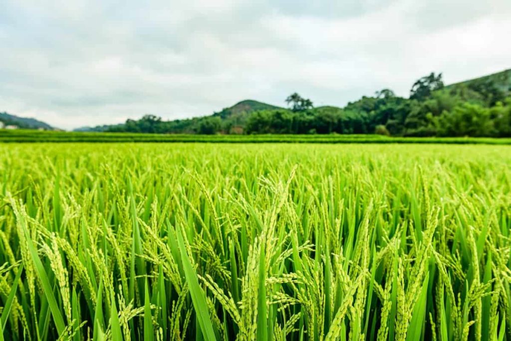 Yasangi Rice Cultivation