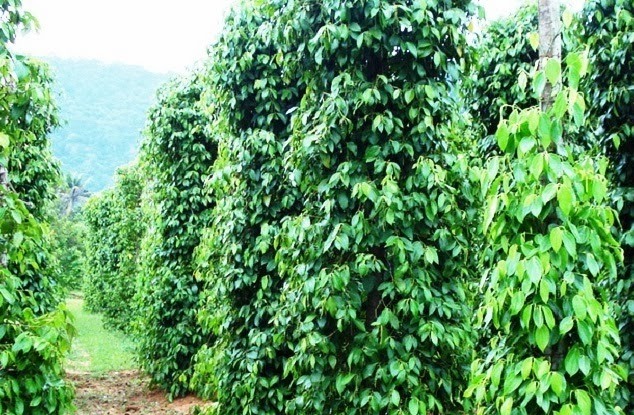 Black Pepper Trees